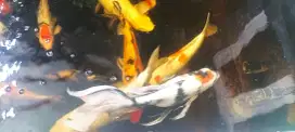 Ikan Koi jumbo doitsu