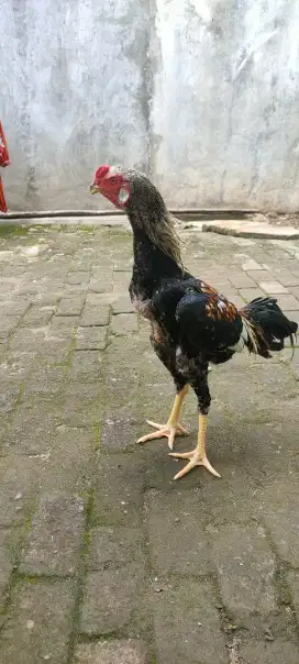 Ayam Bangkok Muda