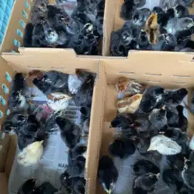 Doc Ayam Kampung KUB2