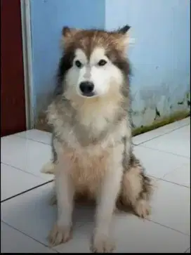 INDUKAN ALASKAN MALAMUTE