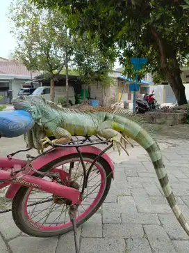 Iguana betina semok