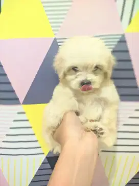 Anjing kecil mini jenis poodle mix