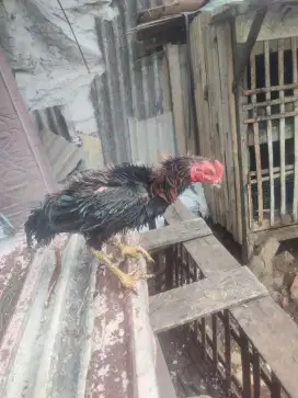 Ayam kampung dan walik borongan dan satuan