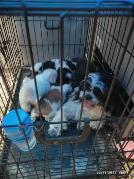 Shihtzu pure Bantul