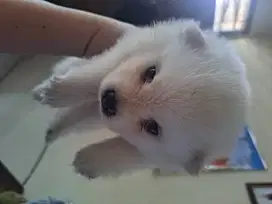 Anak anjing pomeranian putih