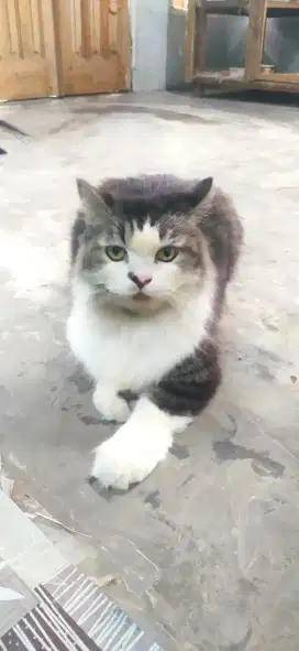 Kucing Persia dan anggora