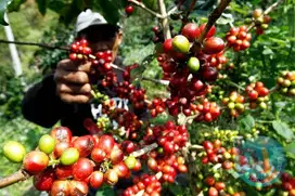 Tanah kebun Cengkeh murah di Bali bawah njop pasar