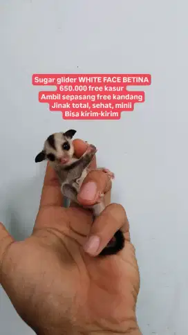 Sg sugar glider white face betina kandang pouch iguana tikus tenda