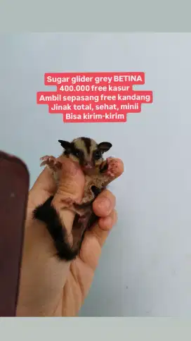 Sg grey sugar glider betina xpander calya hrv aerox kelinci bama