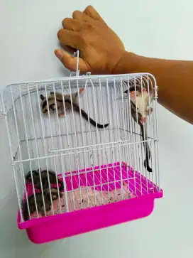 Sugar glider borongan grey white face landak hamster kandang ayam