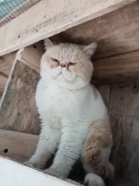 Anakan ped exotic shorthair