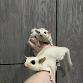 Sugar Glider Creamino Joey Anakan Murah