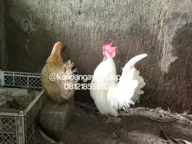 Ayam kate serama