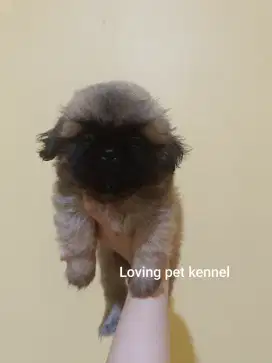 Jual Mini Pekingese Betina