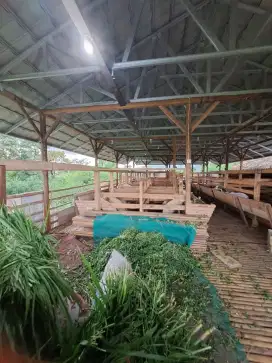 Disewakan kandang kambing terkoleksi dan lahan pakan