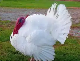 Ayam kalkun anakan ayam hias Aceh