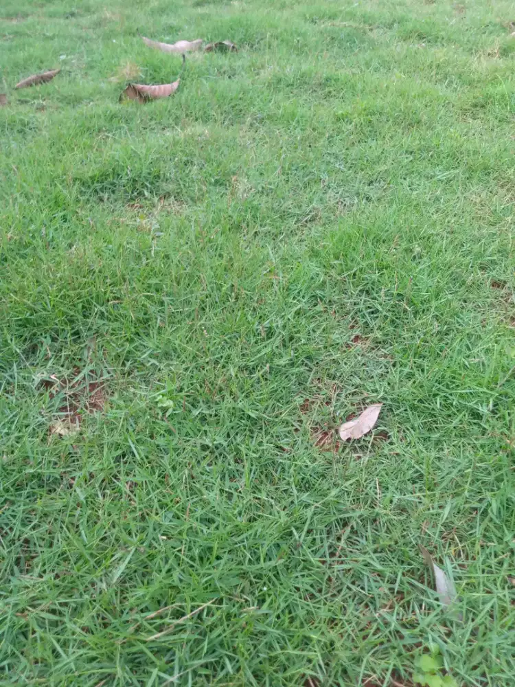 Jual rumput jepang dan rumput suwis