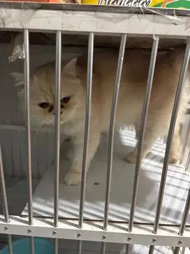 Kucing Persia Jantan Dewasa dan 2 anaknya