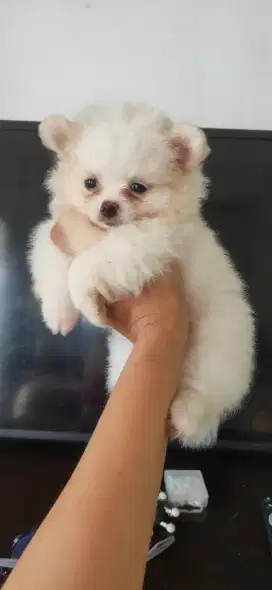 Superminipom Mini Size Kosongan ( Male & Female )