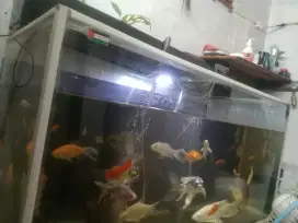 aquarium full set