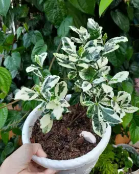 Tanaman hias kaca piring variegata