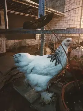 Ayam Brahma Betina