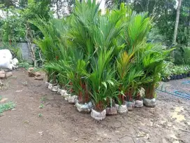 Pohon palem merah tinggi 150cm daun..