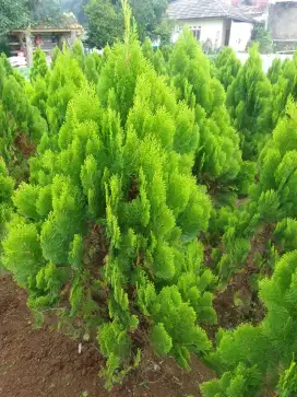 Pohon cemara kipas tinggi 150 cm