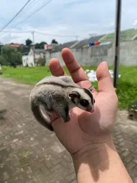 Sugar glider platinum