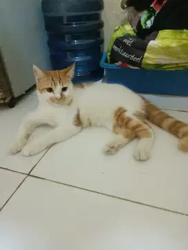 Dijual kucing Persia mix jantan