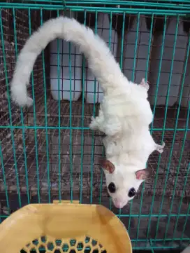 Sugar glider white moza betina