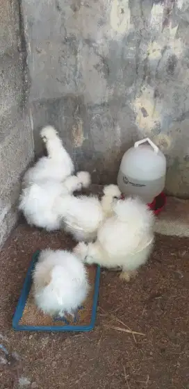 Ayam American Silkie Anakan