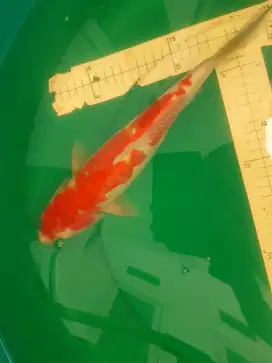 Ikan koi Kohaku Doitsu Aragoke 34cm