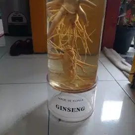 Ginseng korea 100 % asli