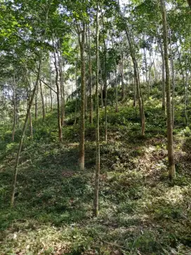 Lahan Rambung/Karet Aceh Tamiang 3 hektar