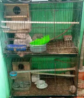 Kandang besi burung kotak