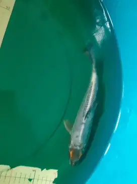 Ikan koi Beni Kikokuryu 30cm yellow