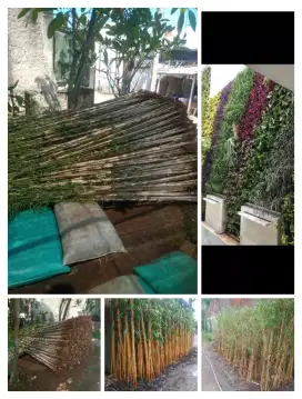 bambu jepang dan tanaman hias