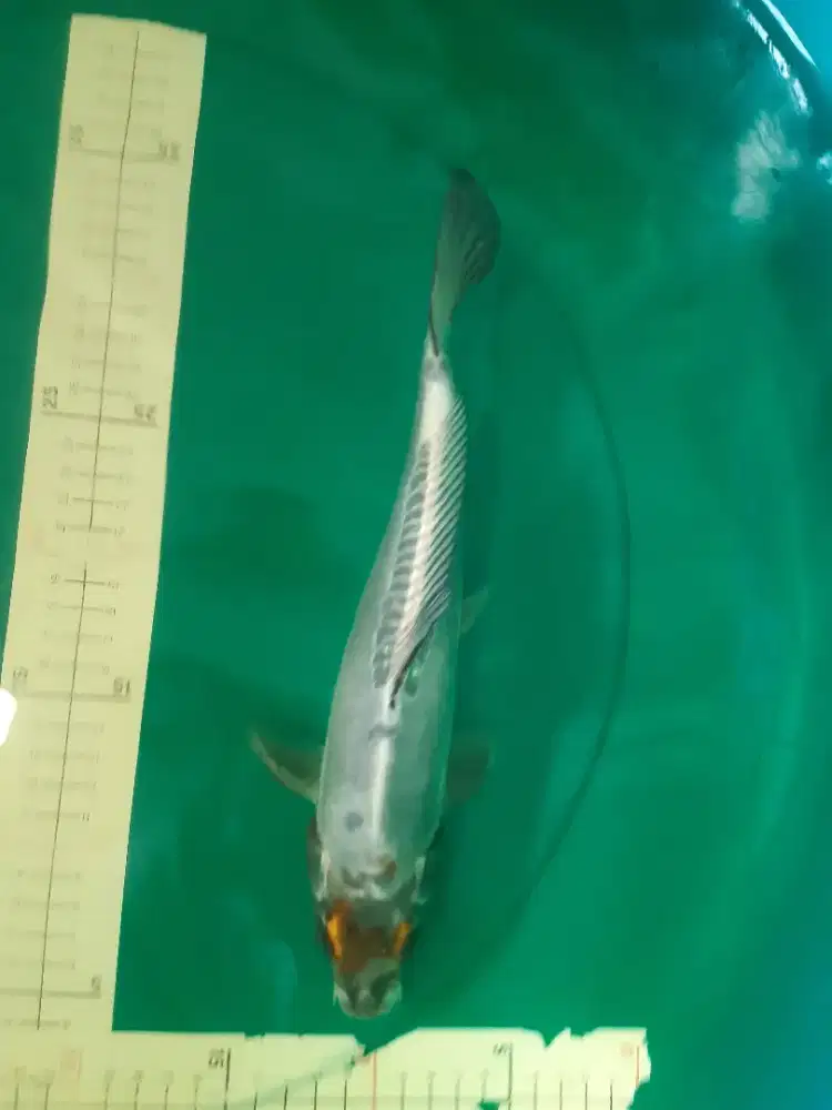 Ikan koi Kikokuryu 32cm