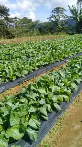 Tanah kebun super murah bawah njop  di Pancasari bedugul bali