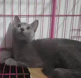 Kucing British shorthair x Russian Blue Betina