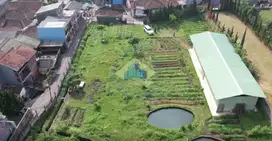 Dijual Tanah Kebun di Padarincang, Palasari, Cipanas, Jawa Barat