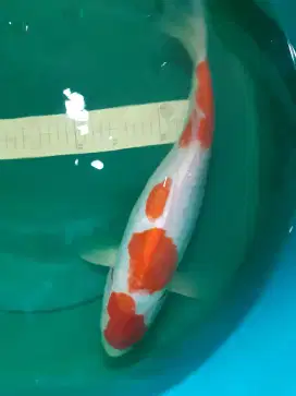 Ikan koi Kohaku Doitsu 42cm Original