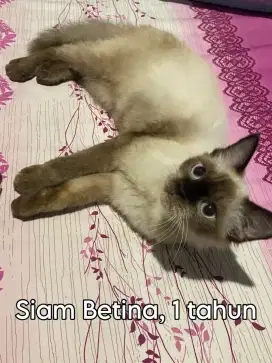 Kucing siam betina 1 tahun