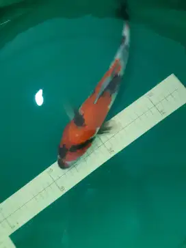 Ikan Koi SHOWA 33cm import sertifikat ISA