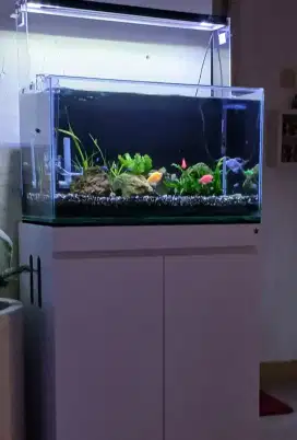 Aquarium Aquascape lengkap dengan cabinet