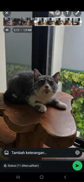 bsh jantan bicolour