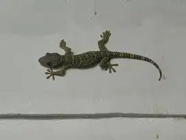 Tokek pelihara reptil