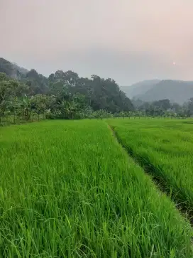 Tanah Sawah Terjangkau dibelakang the nice park rumpin