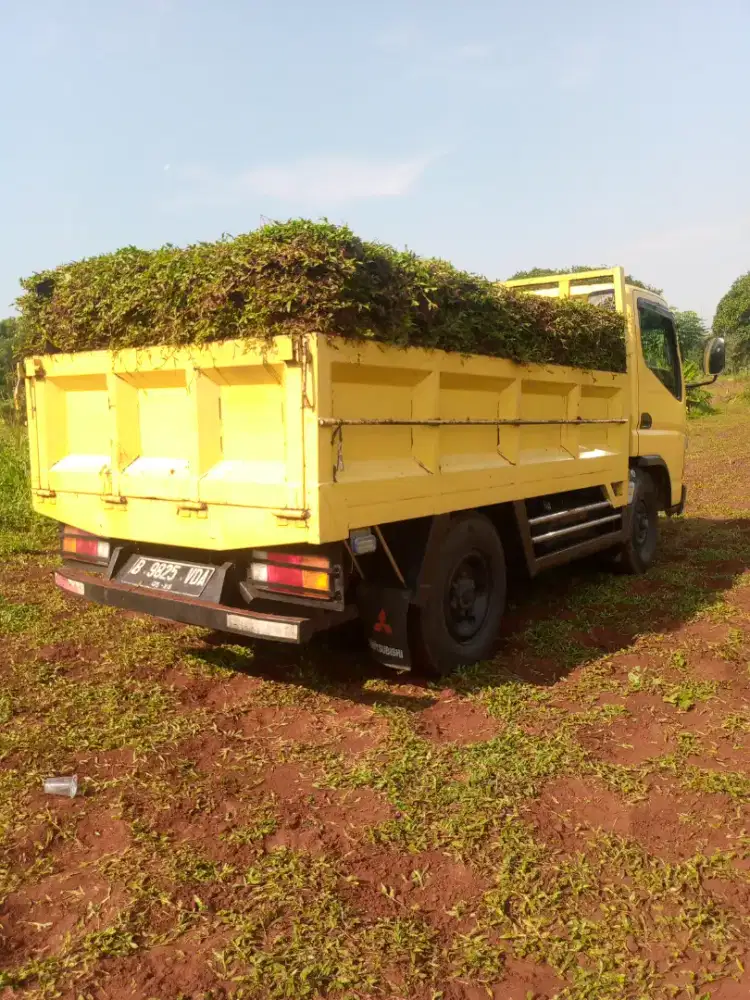 Jual rumput gajah biasa